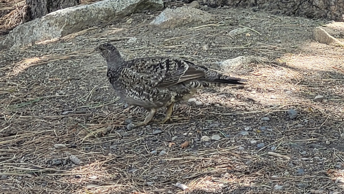 Sooty Grouse - ML638473661