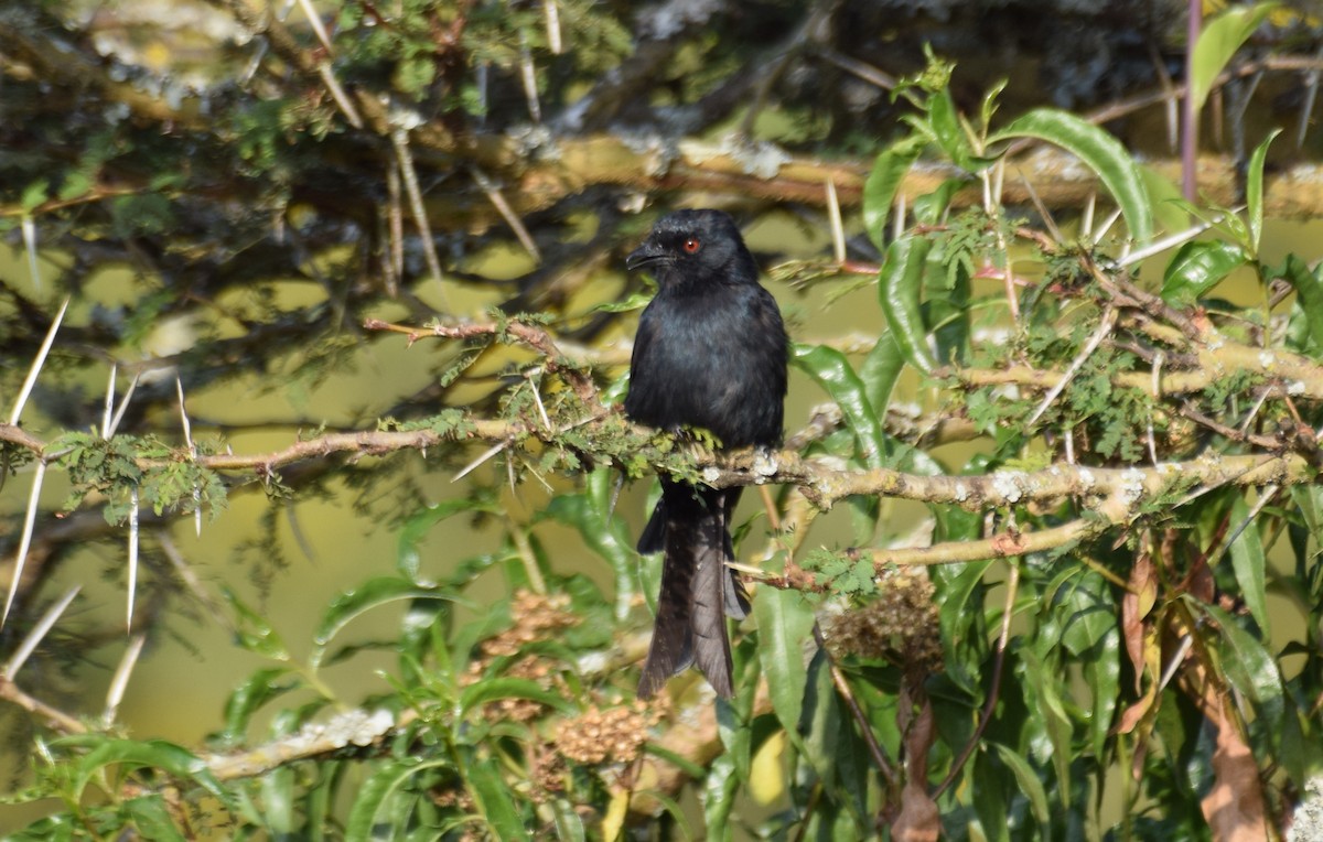 Fork-tailed Drongo - ML638473677