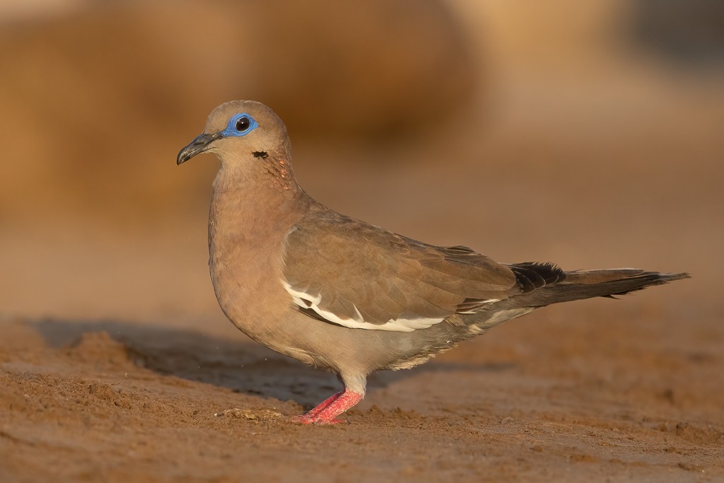 West Peruvian Dove - ML638473686