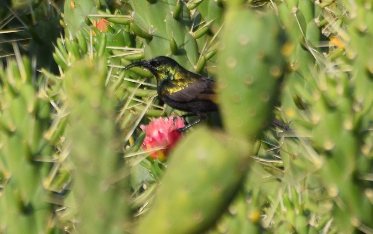 Bronze Sunbird - ML638473707