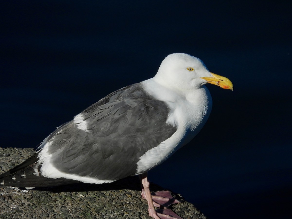 Western Gull - ML638473722
