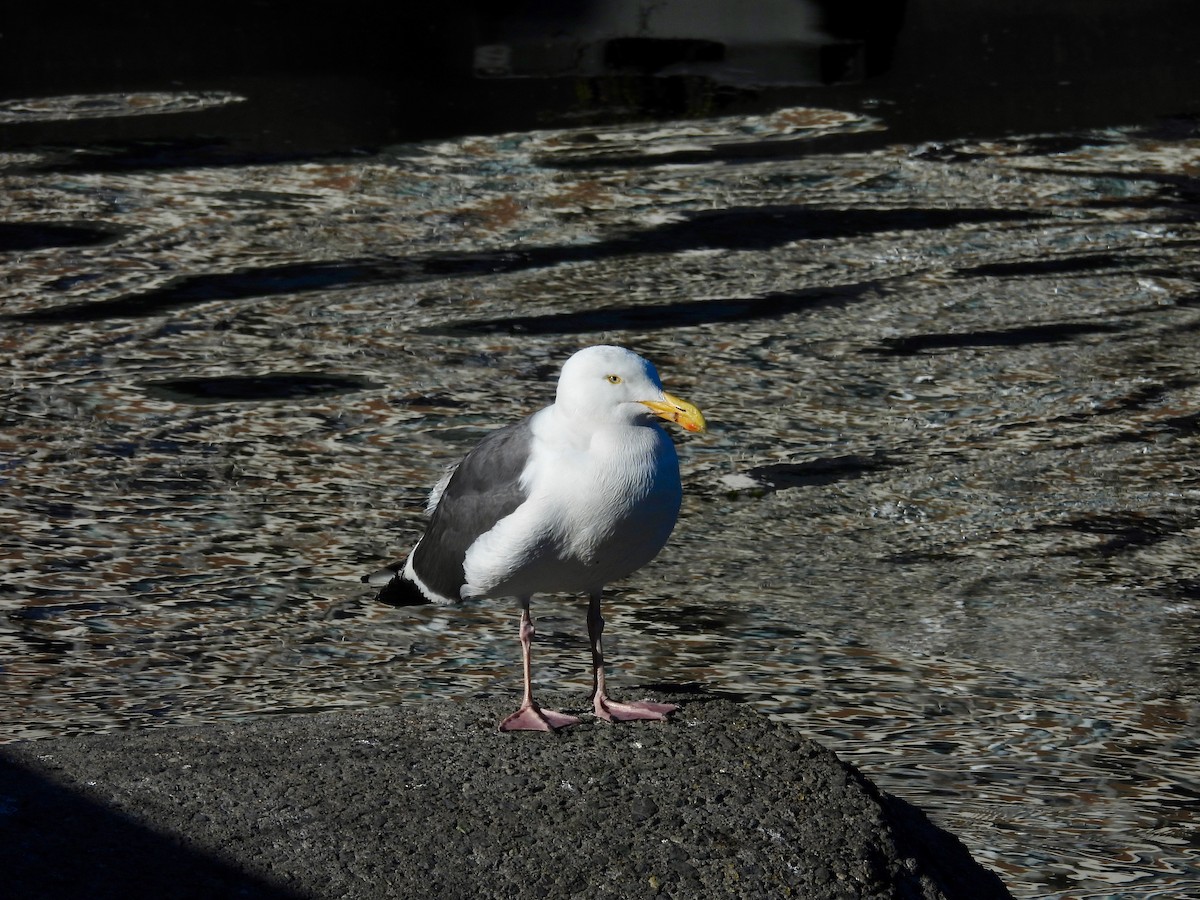 Western Gull - ML638473723