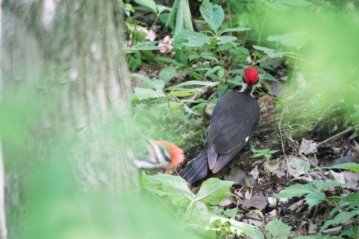 Pileated Woodpecker - ML638473724