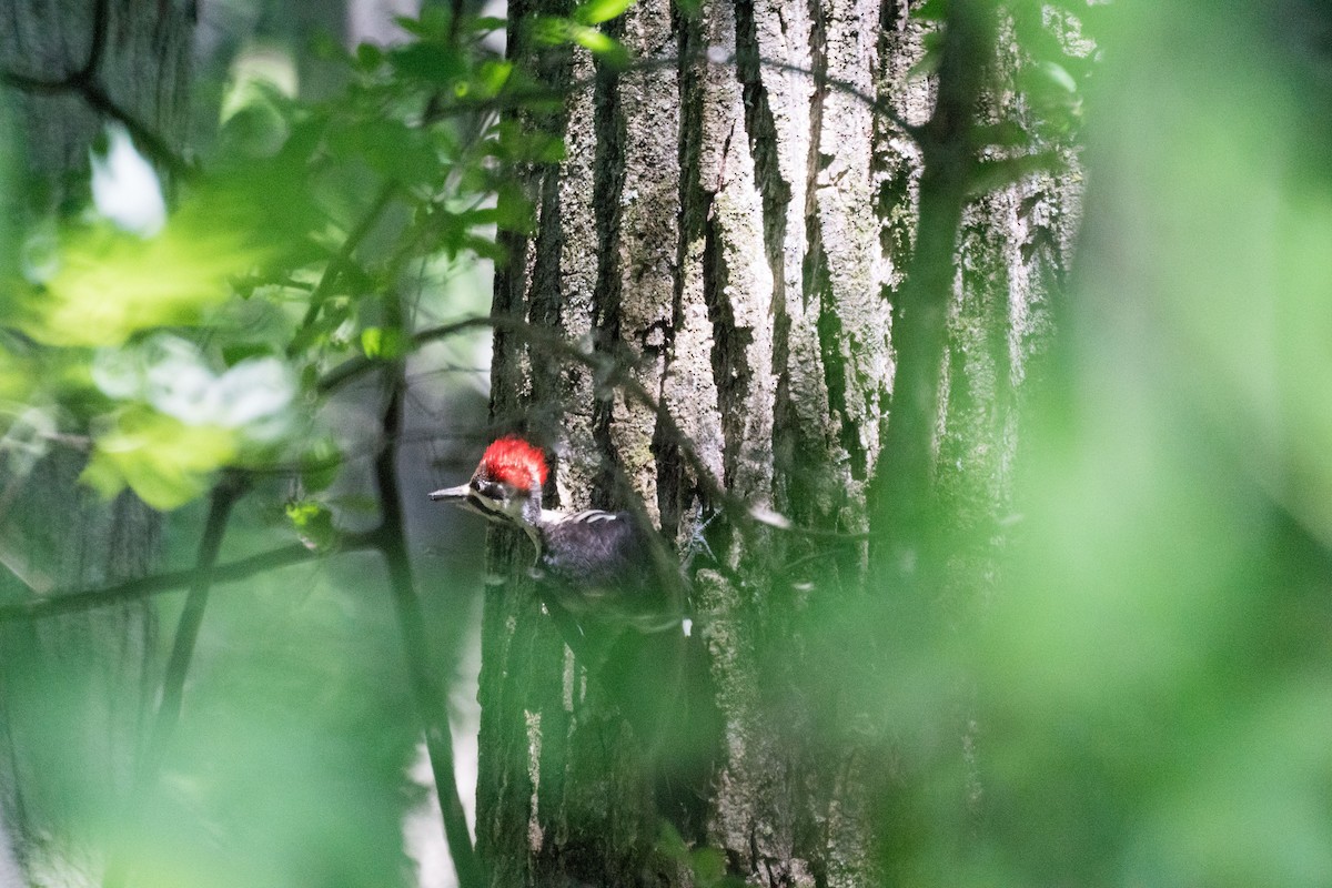 Pileated Woodpecker - ML638473725
