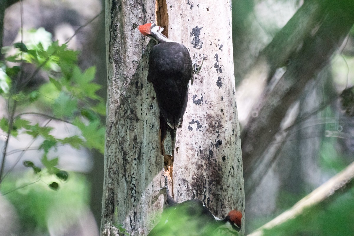 Pileated Woodpecker - ML638473726