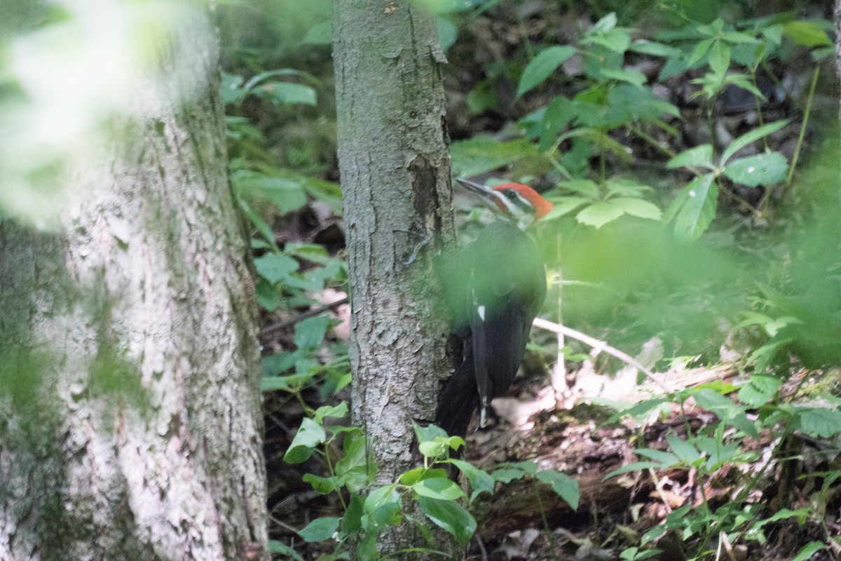 Pileated Woodpecker - ML638473727