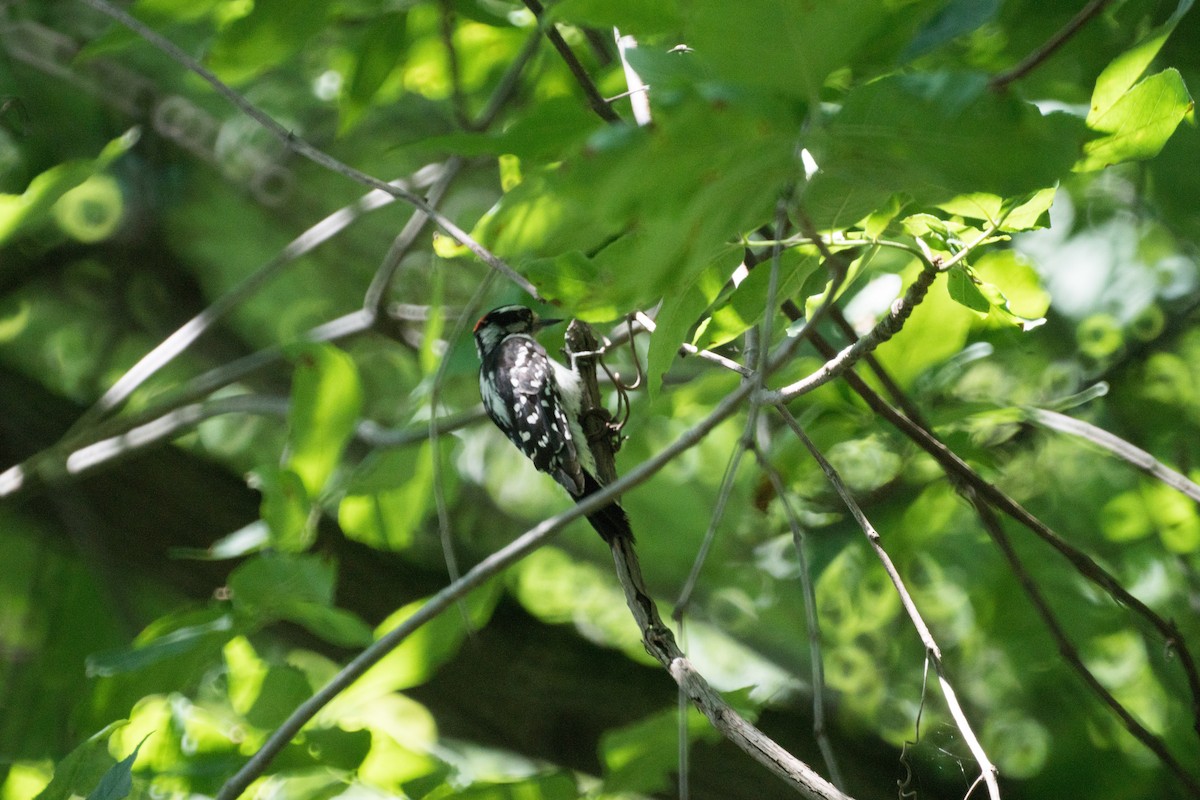 Downy Woodpecker - ML638473728