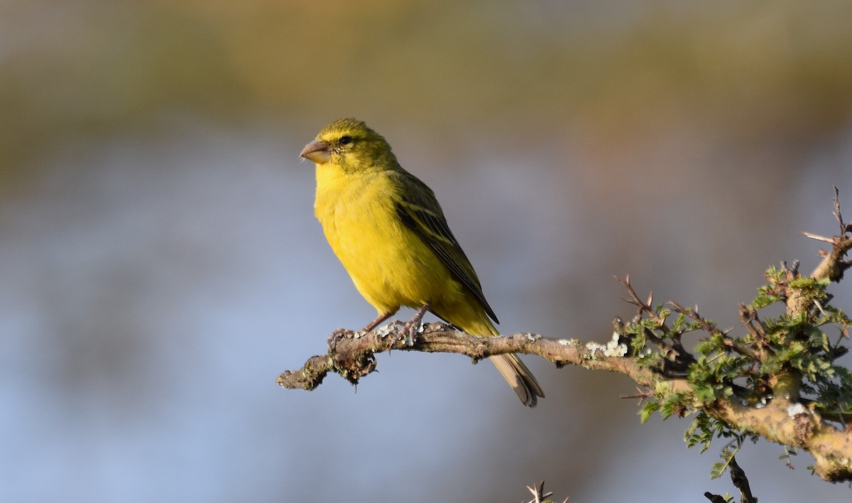 Brimstone Canary - ML638473729