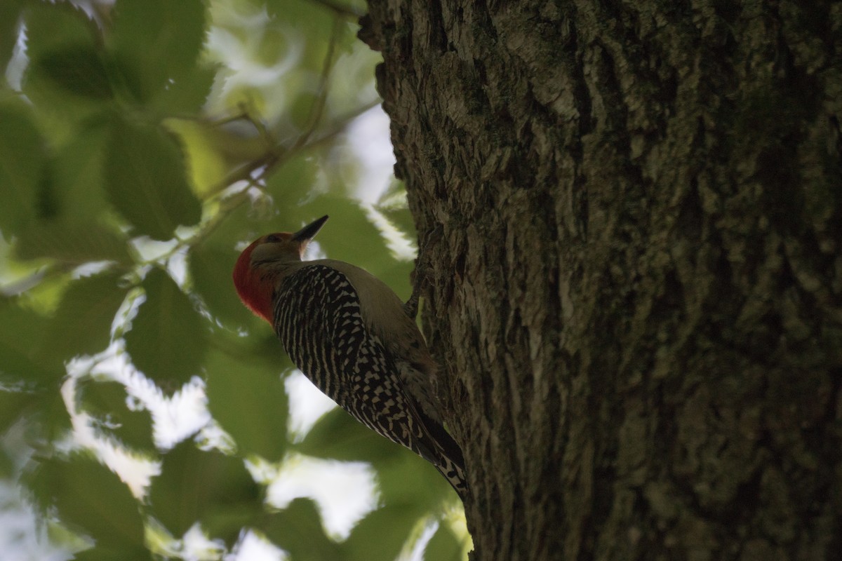 Red-bellied Woodpecker - ML638473730