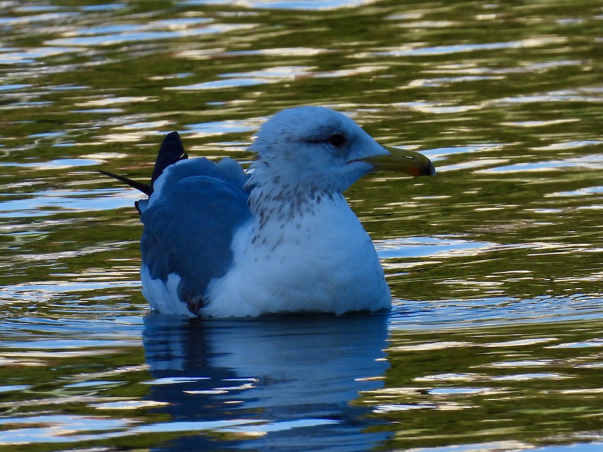 California Gull - ML638473734
