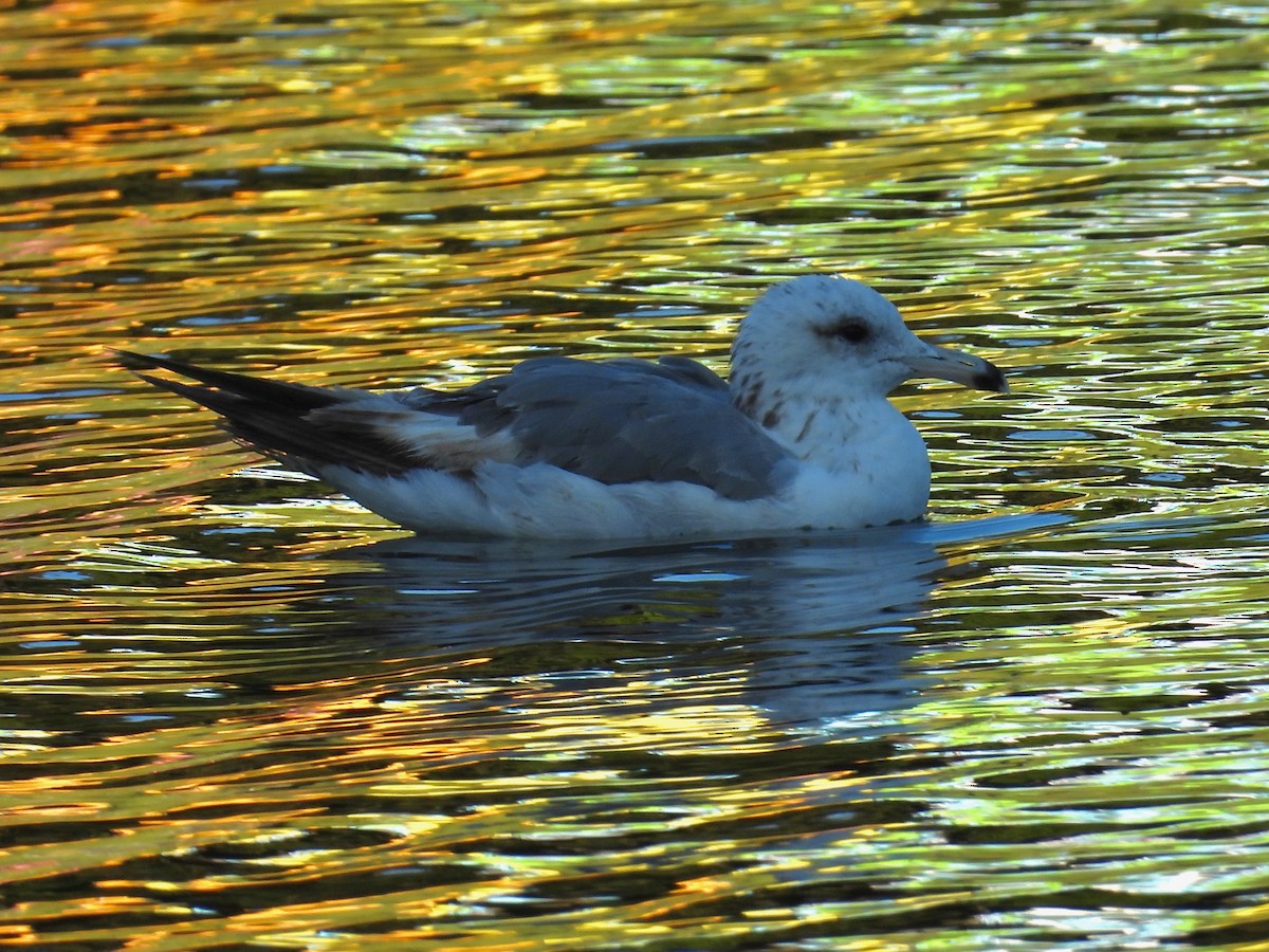 California Gull - ML638473735