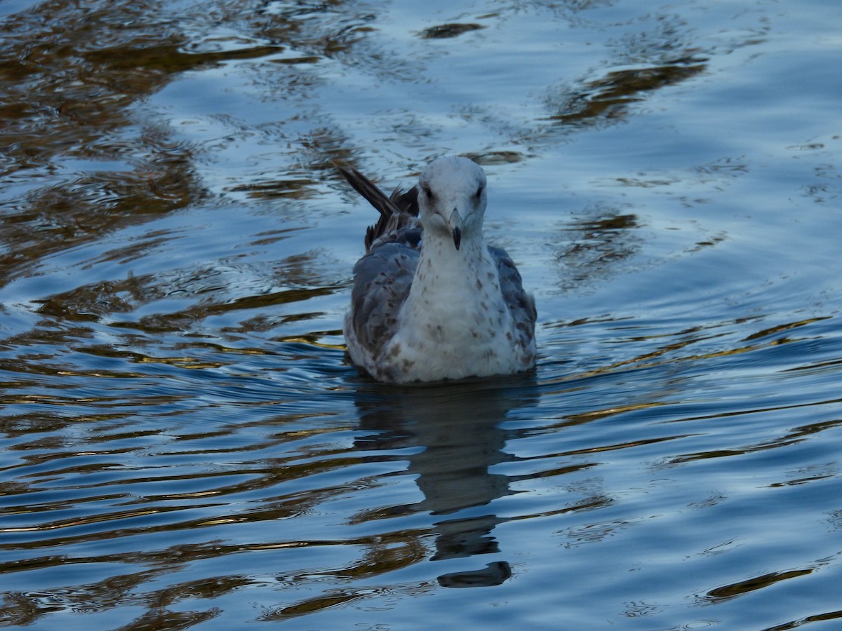 California Gull - ML638473736