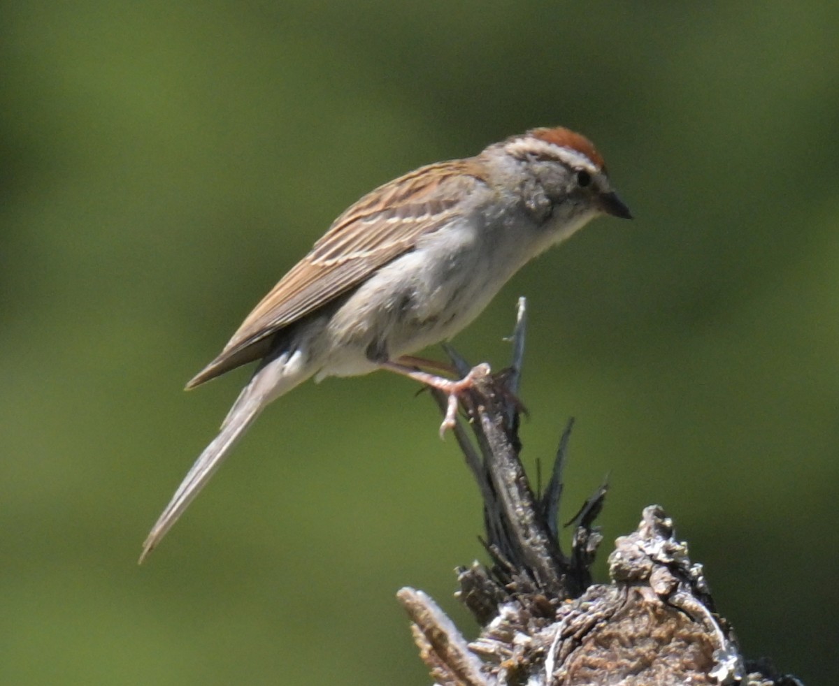 Chipping Sparrow - ML638473737