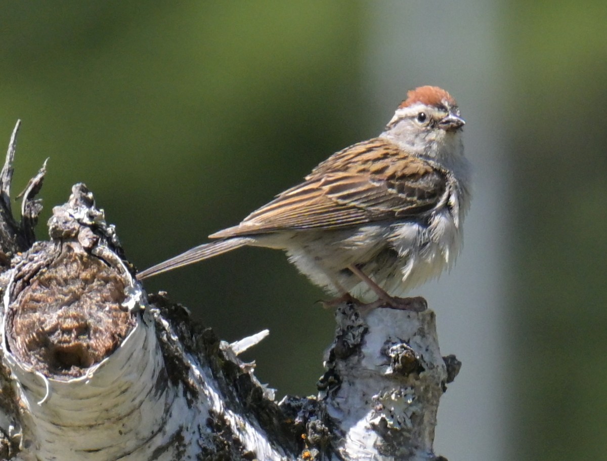 Chipping Sparrow - ML638473738