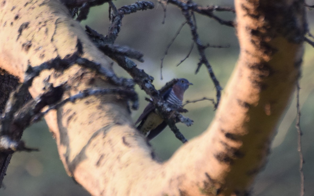 Red-chested Cuckoo - ML638473739