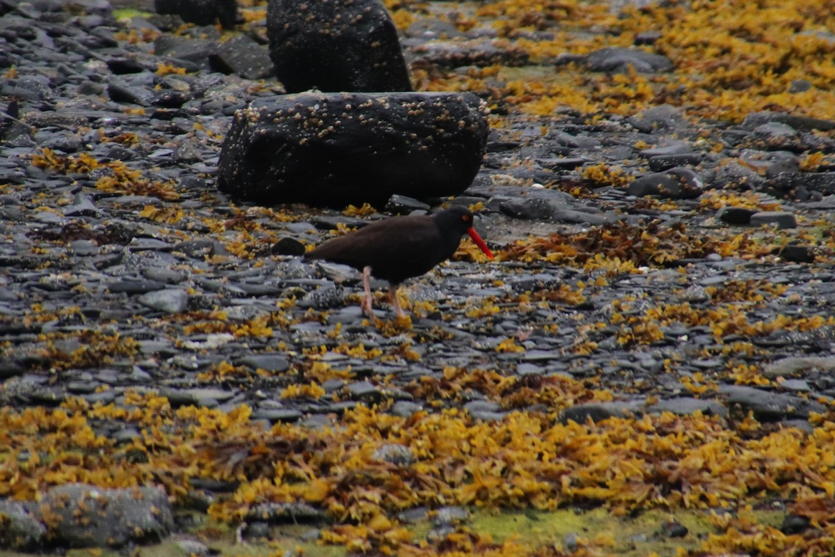 Black Oystercatcher - ML638473740