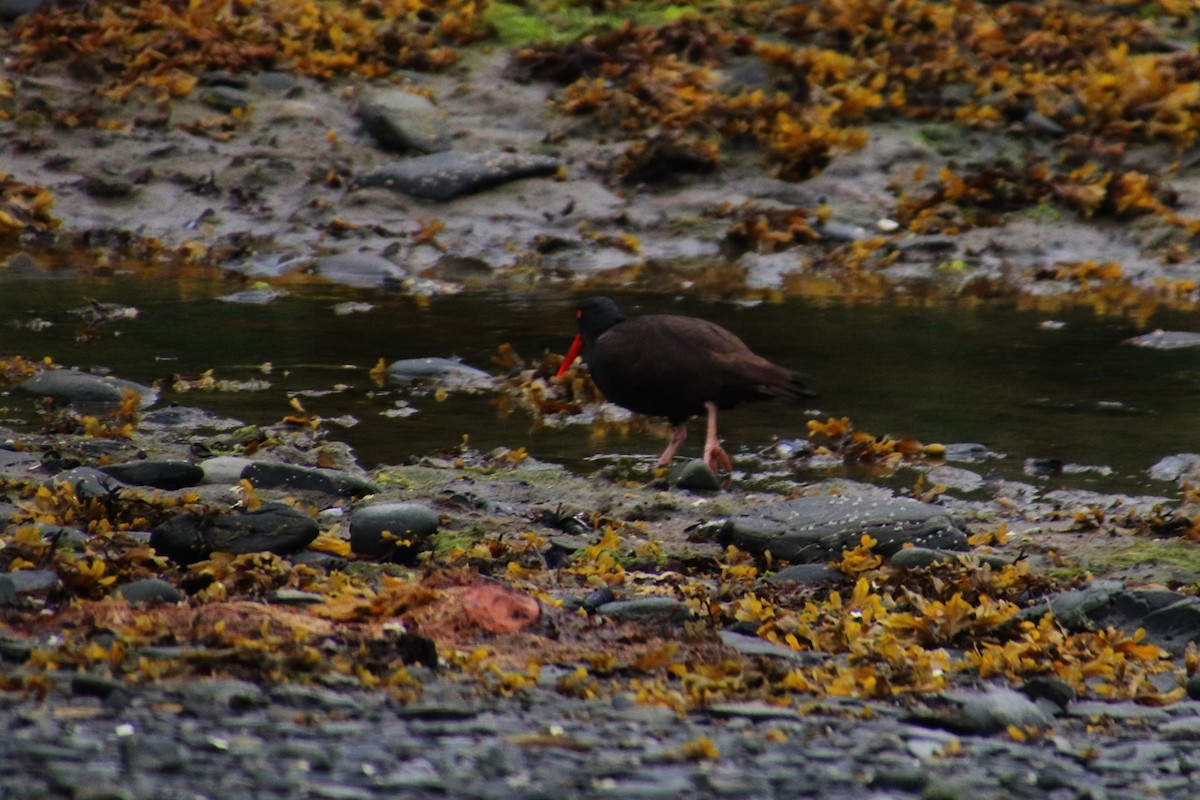 Black Oystercatcher - ML638473741