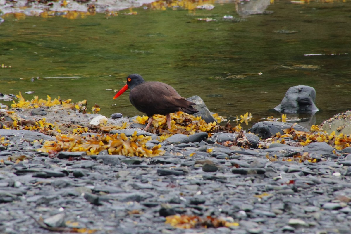 Black Oystercatcher - ML638473742