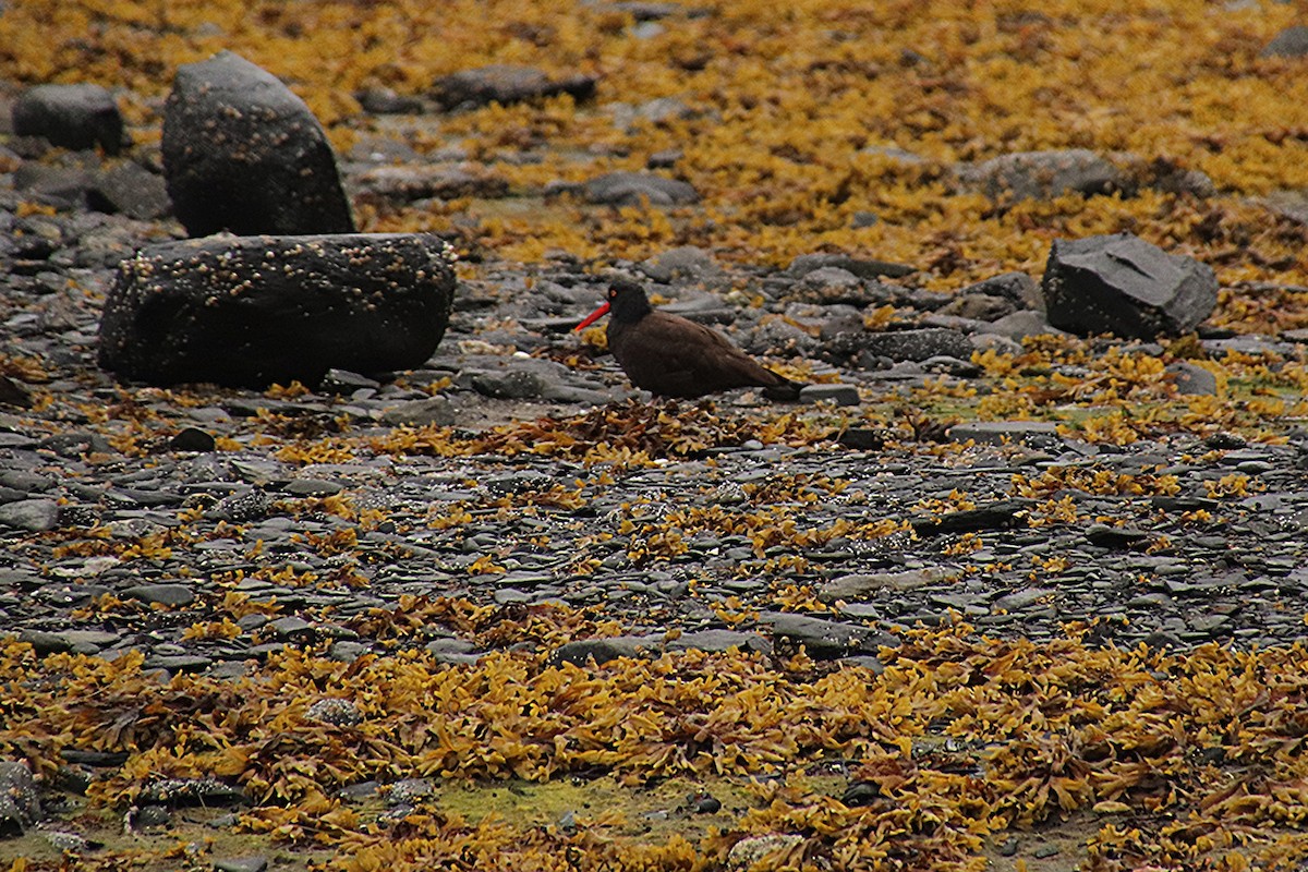 Black Oystercatcher - ML638473743