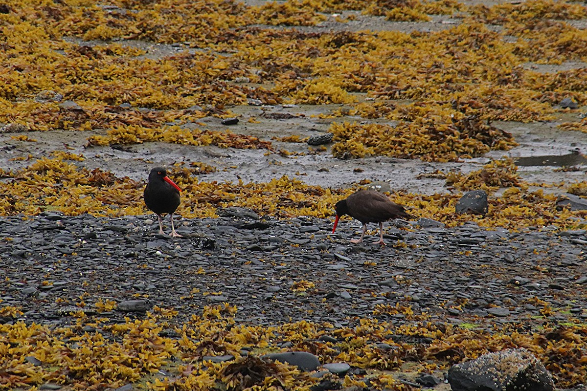 Black Oystercatcher - ML638473744