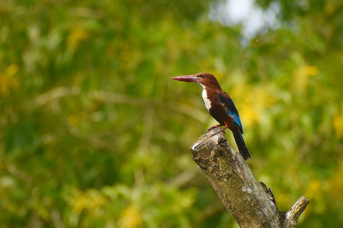 White-throated Kingfisher - ML638473745