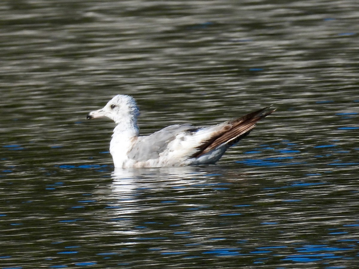 Larus sp. - ML638473750