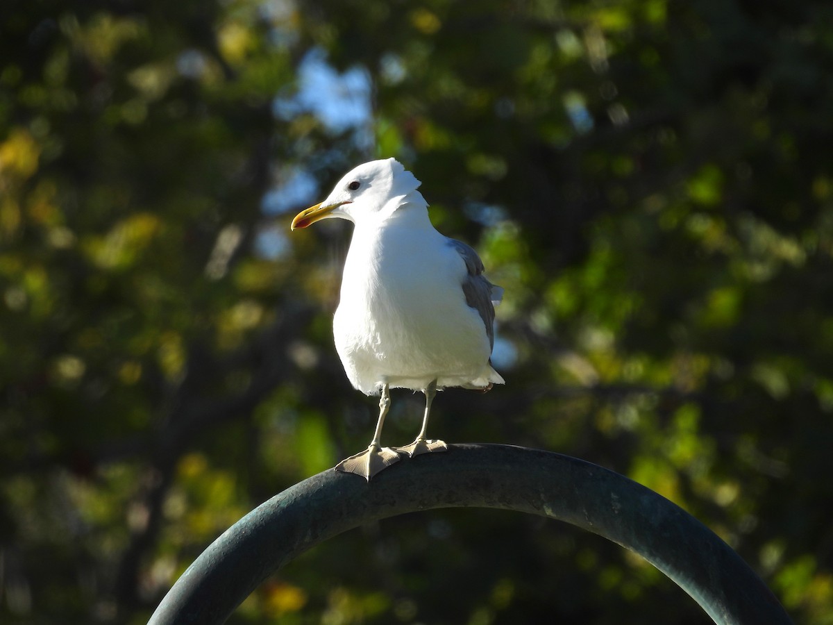 Larus sp. - ML638473751