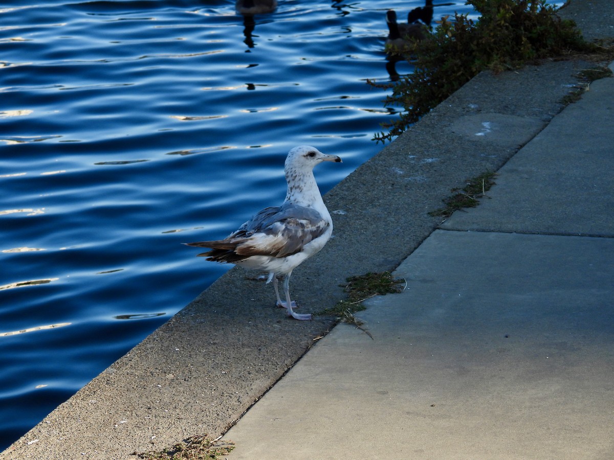 Larus sp. - ML638473752