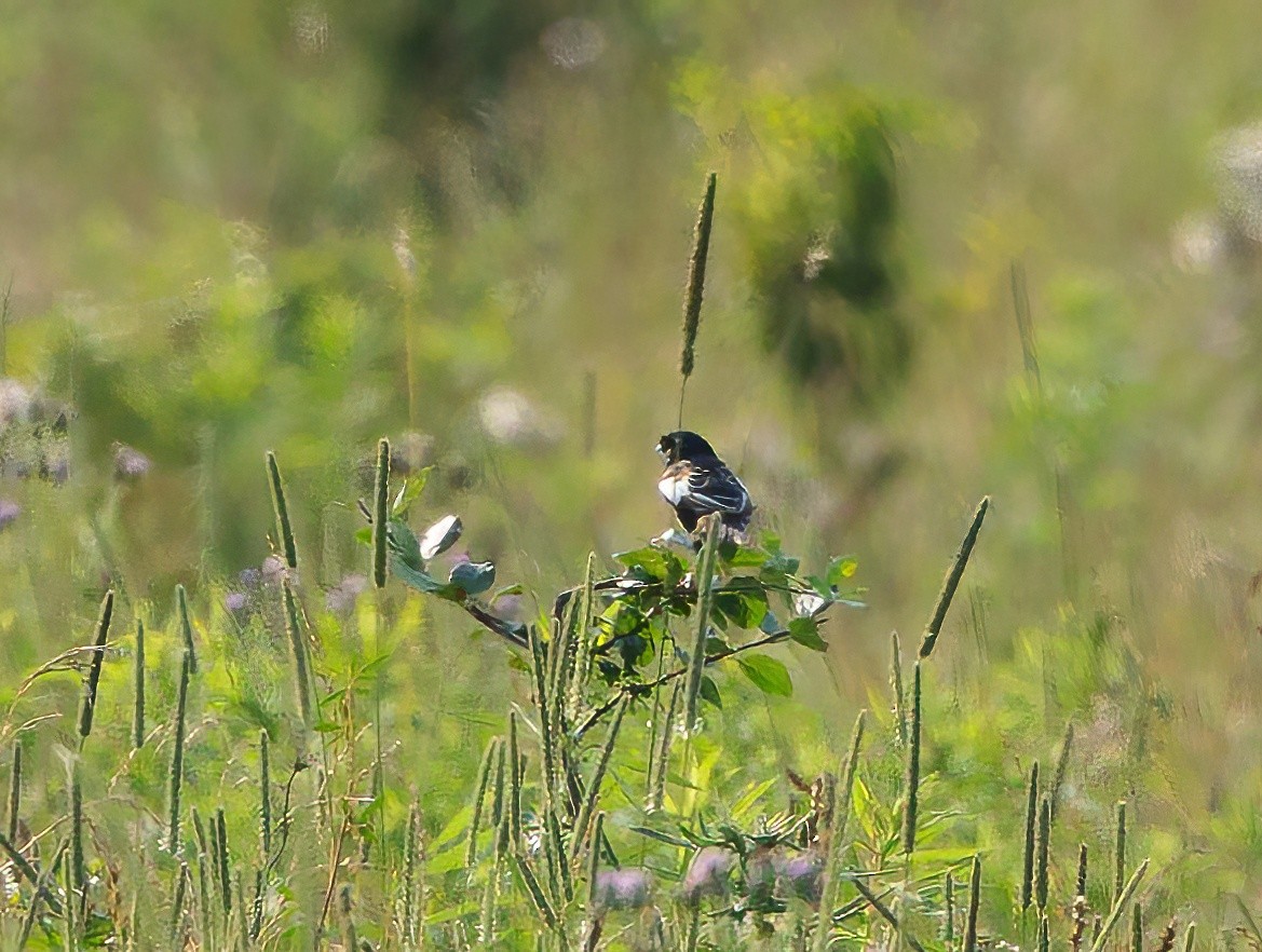 Lark Bunting - ML638473766
