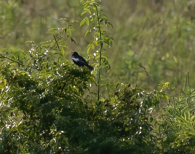 Lark Bunting - ML638473768
