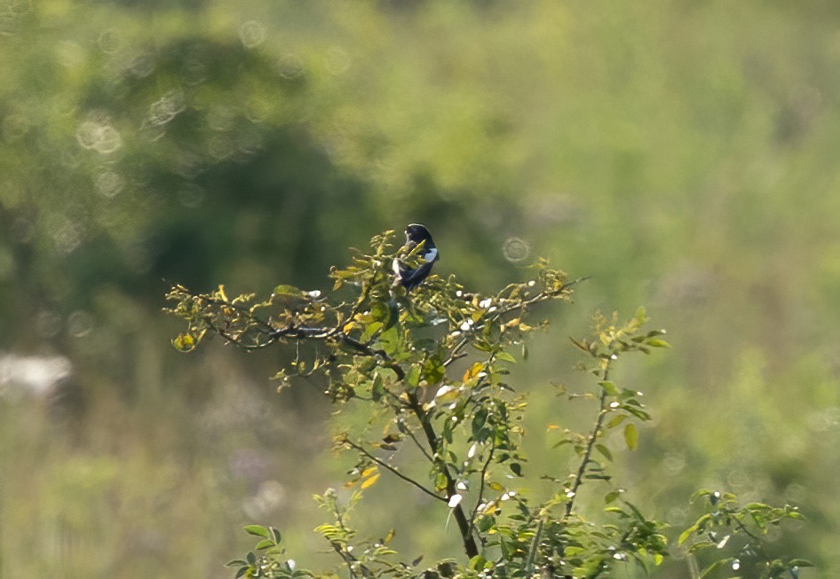 Lark Bunting - ML638473775