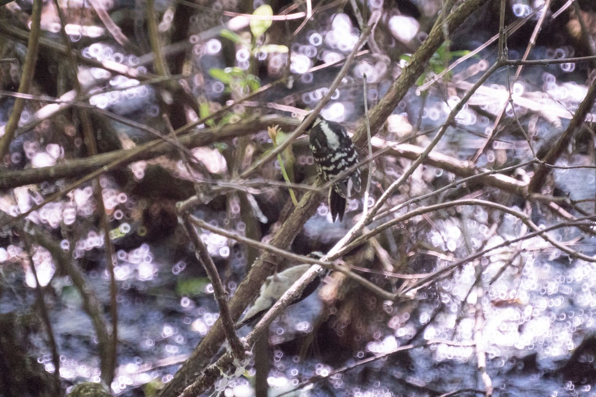 Downy Woodpecker - ML638473783