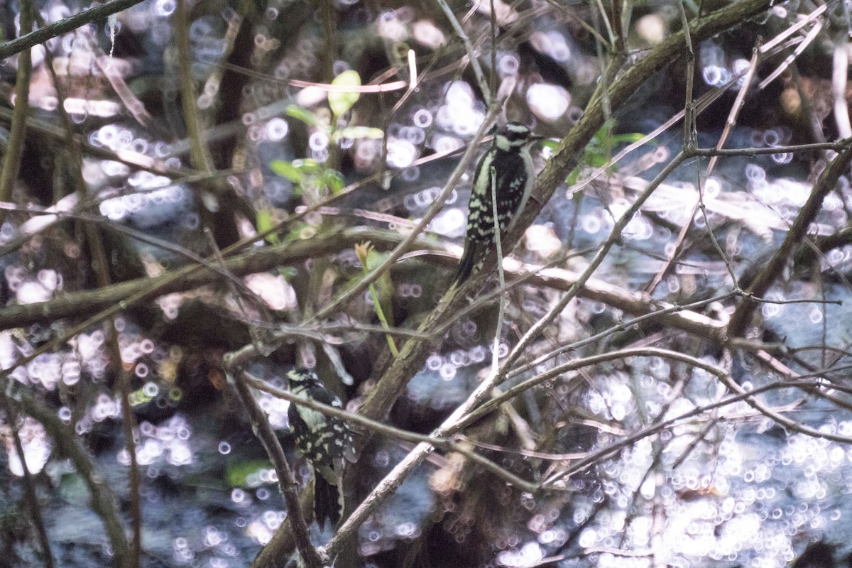 Downy Woodpecker - ML638473784