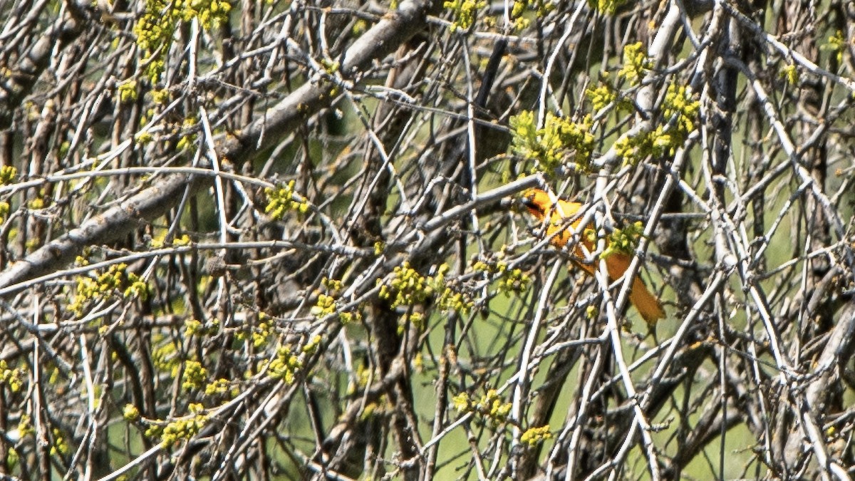 Bullock's Oriole - ML638473785