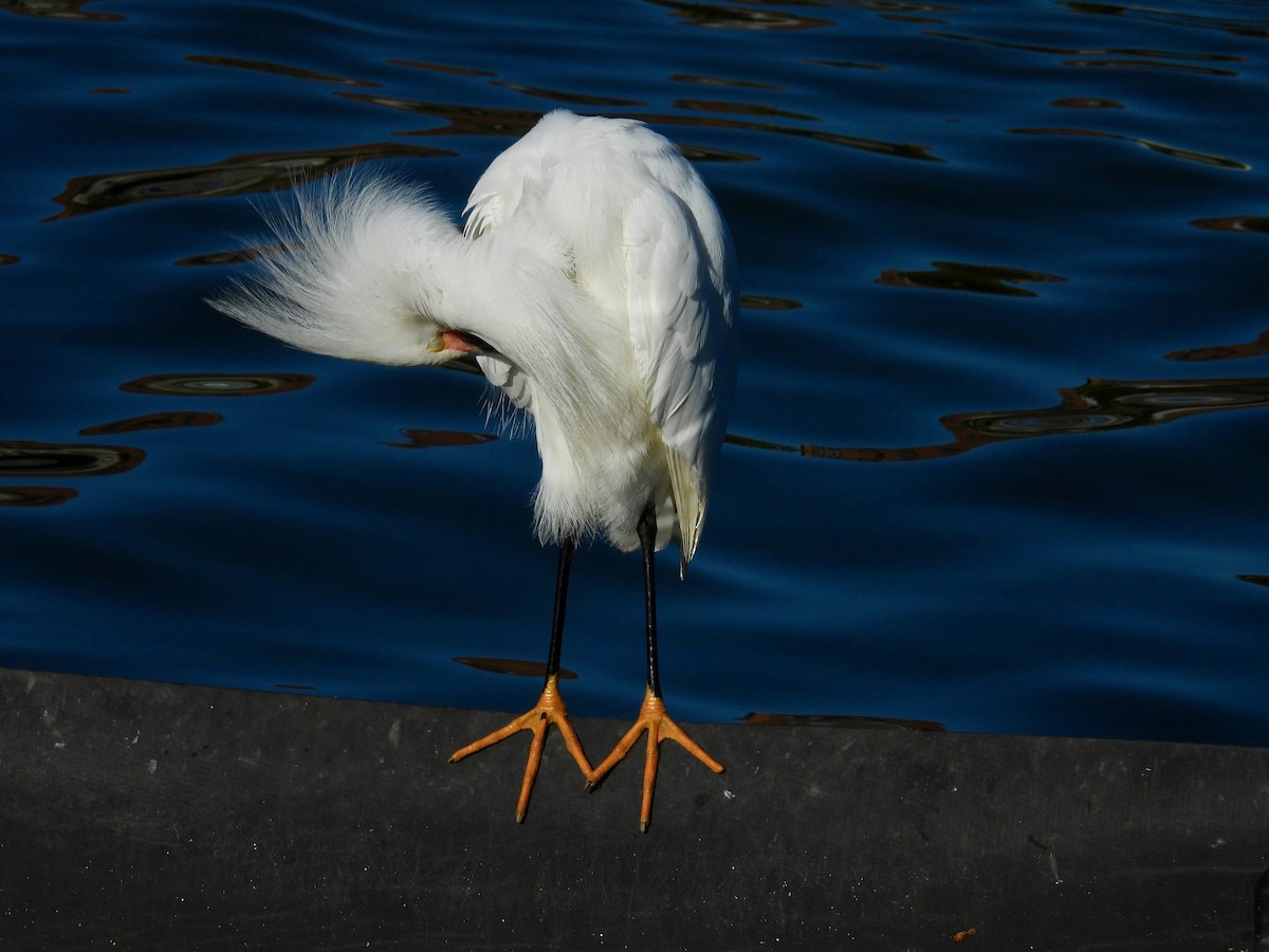 Snowy Egret - ML638473786