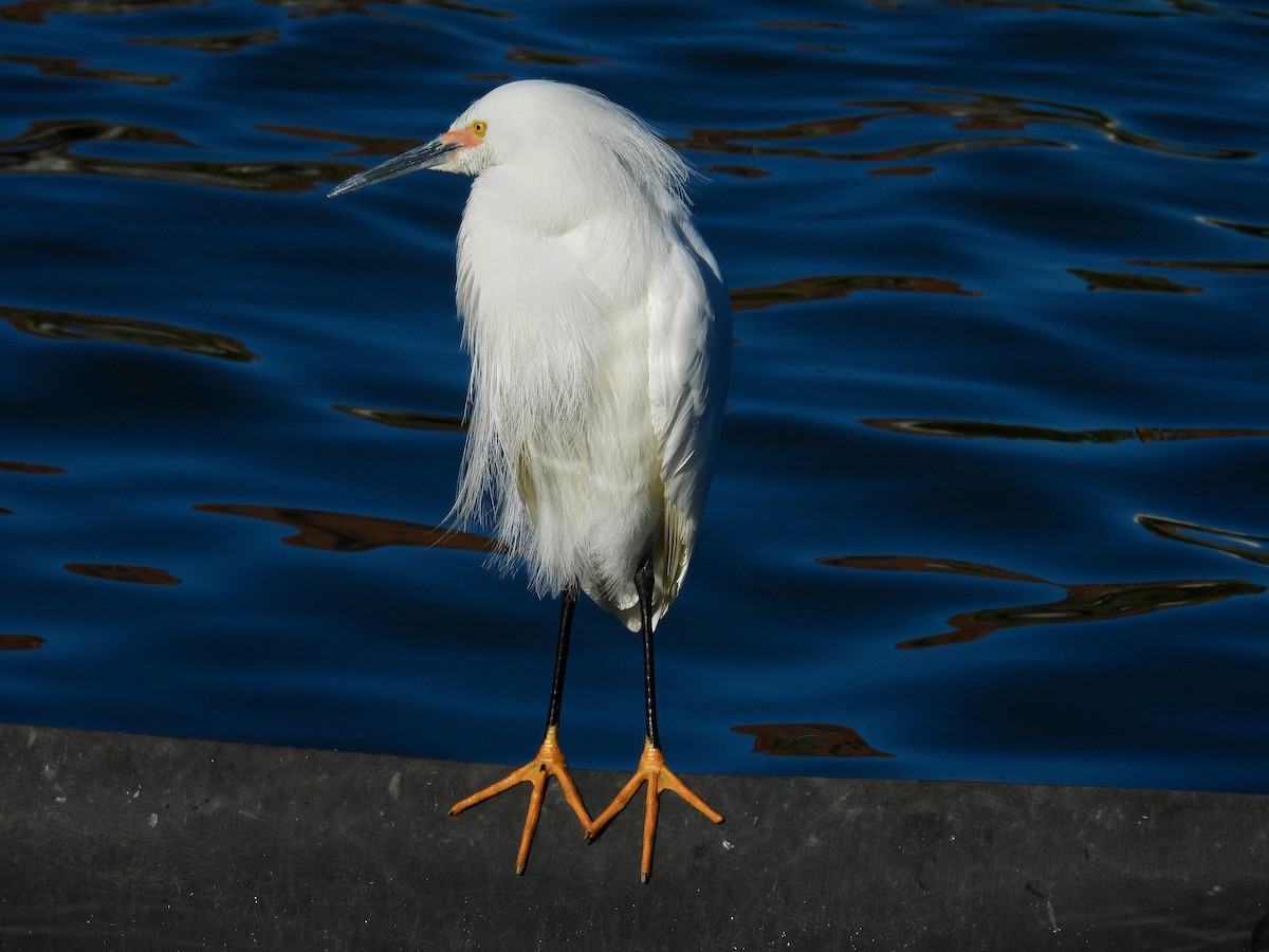 Snowy Egret - ML638473787