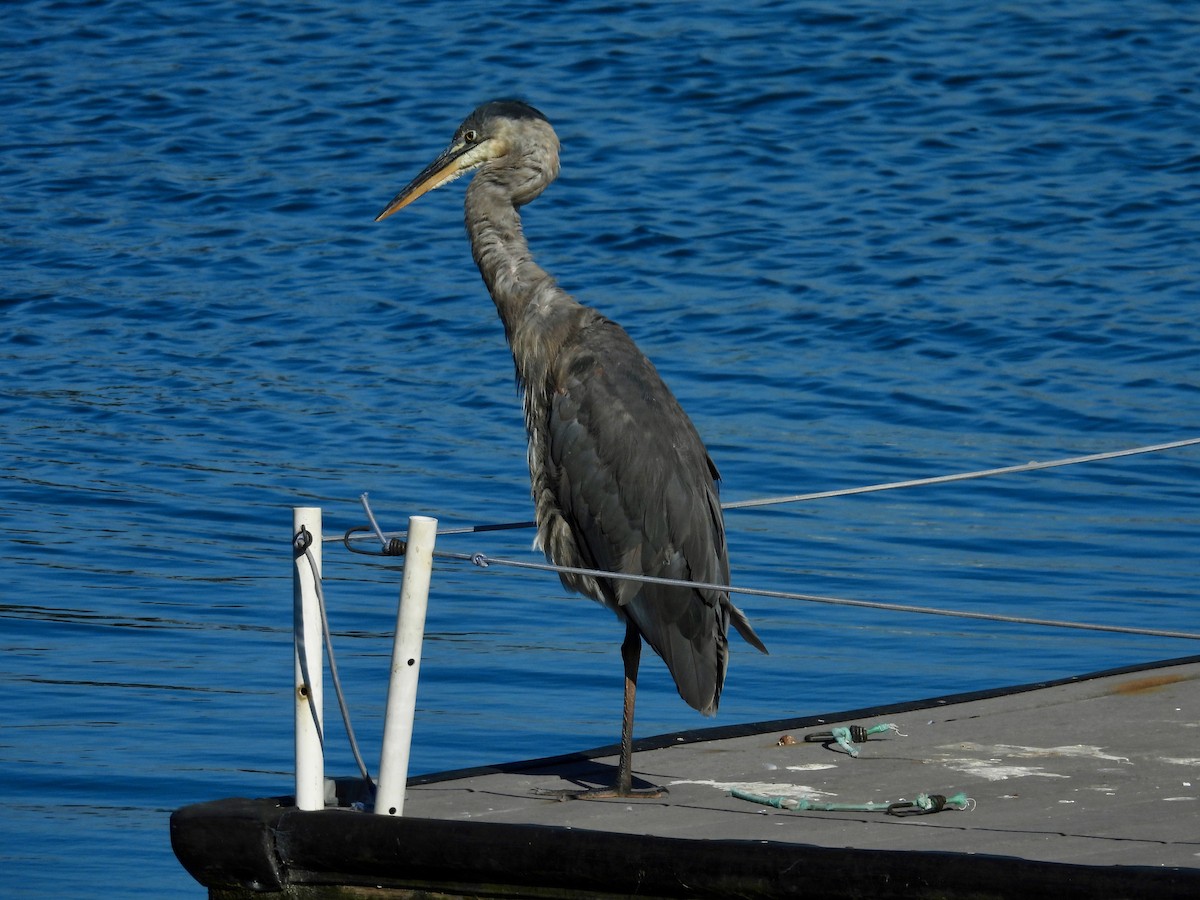 Great Blue Heron - ML638473788