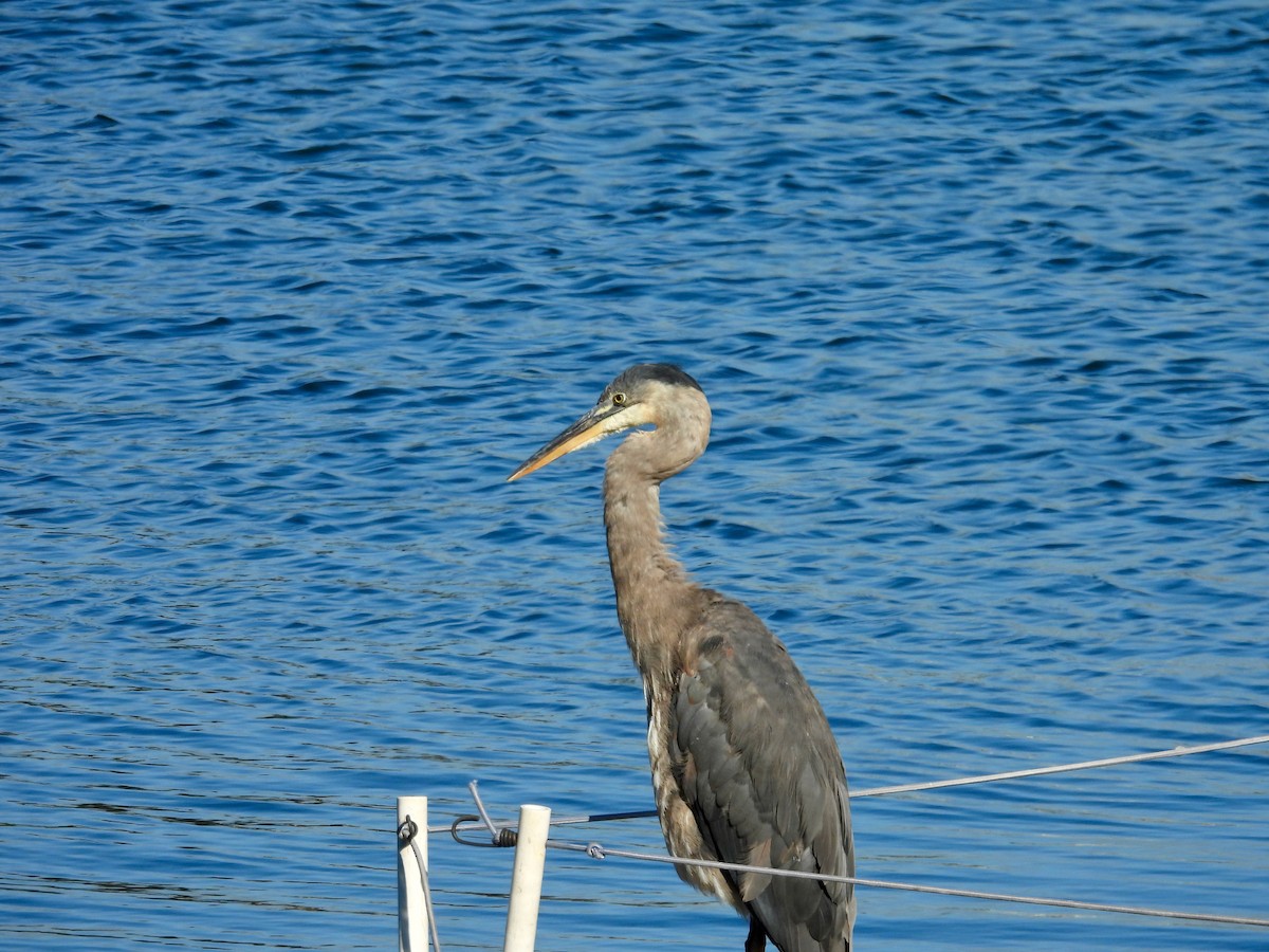 Great Blue Heron - ML638473789