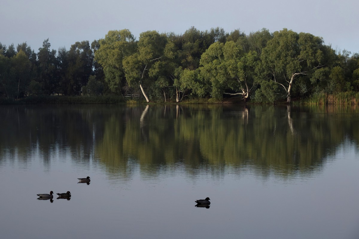 Maned Duck - ML638473790