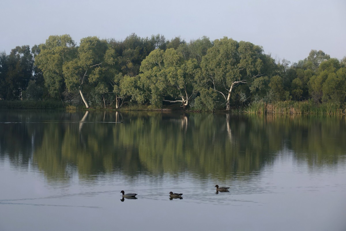 Maned Duck - ML638473791