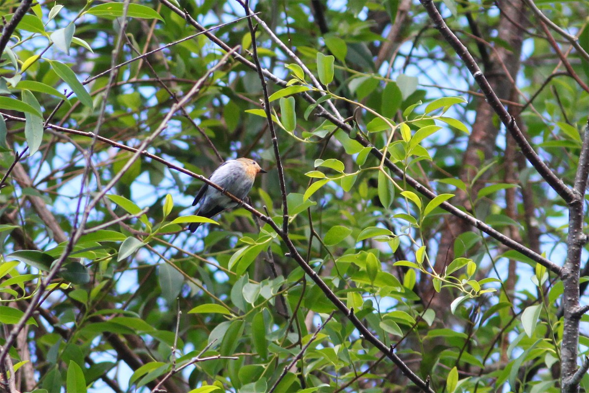 Sapphire Flycatcher - ML638473792