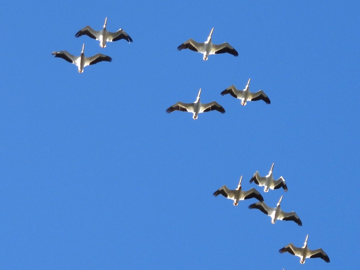 American White Pelican - ML638473793