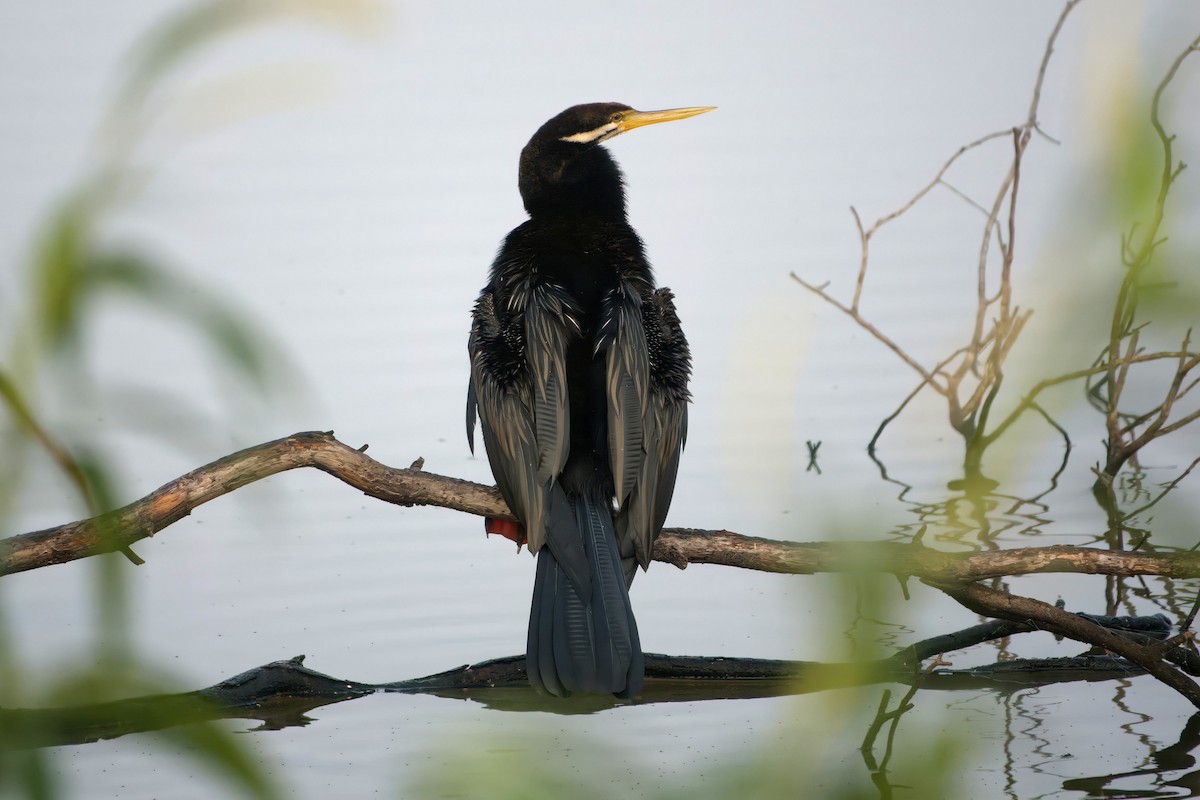 Australasian Darter - ML638473795