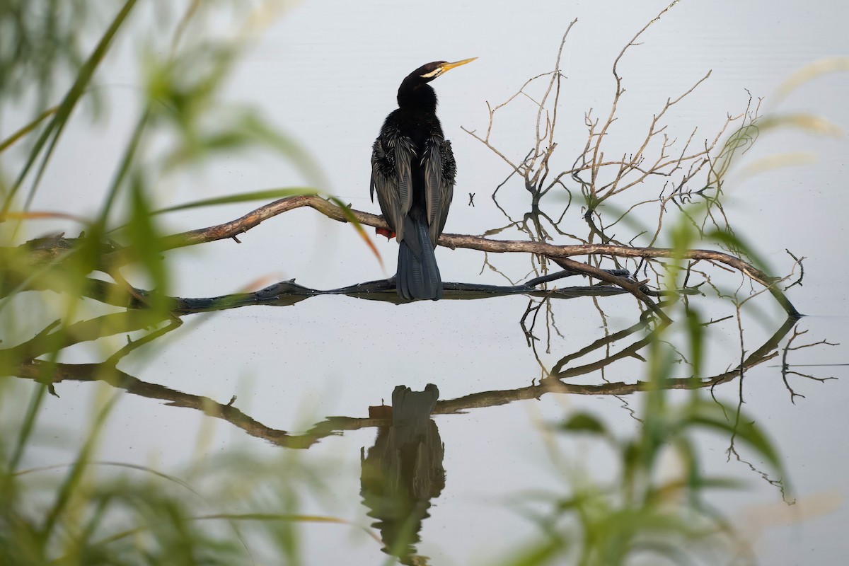 Australasian Darter - ML638473796