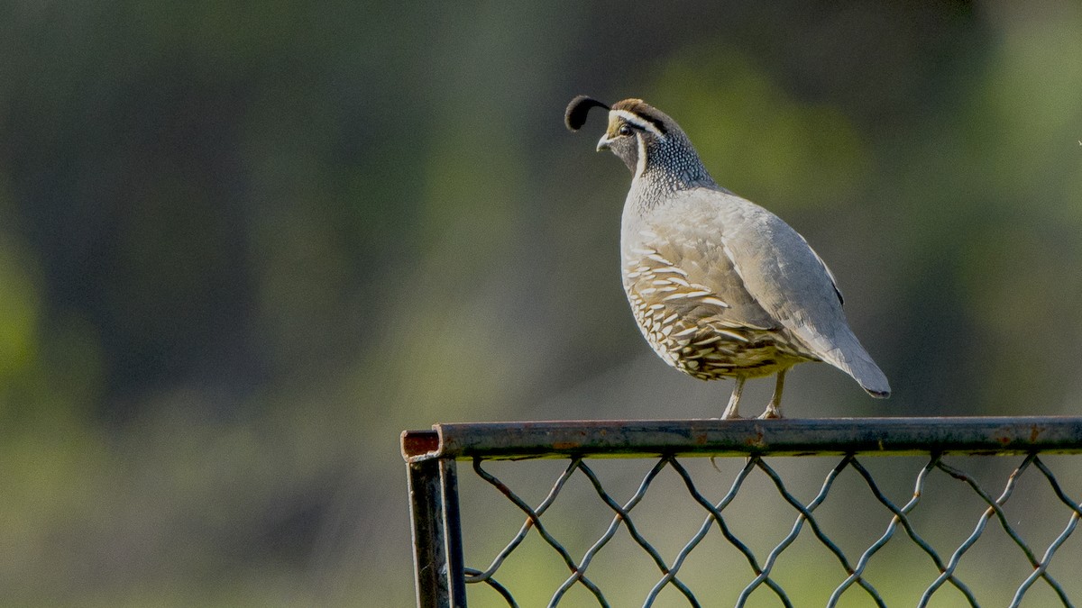California Quail - ML638473797