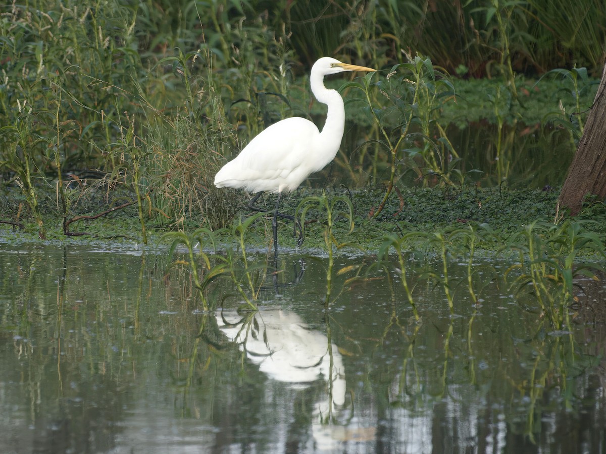 Plumed Egret - ML638473798