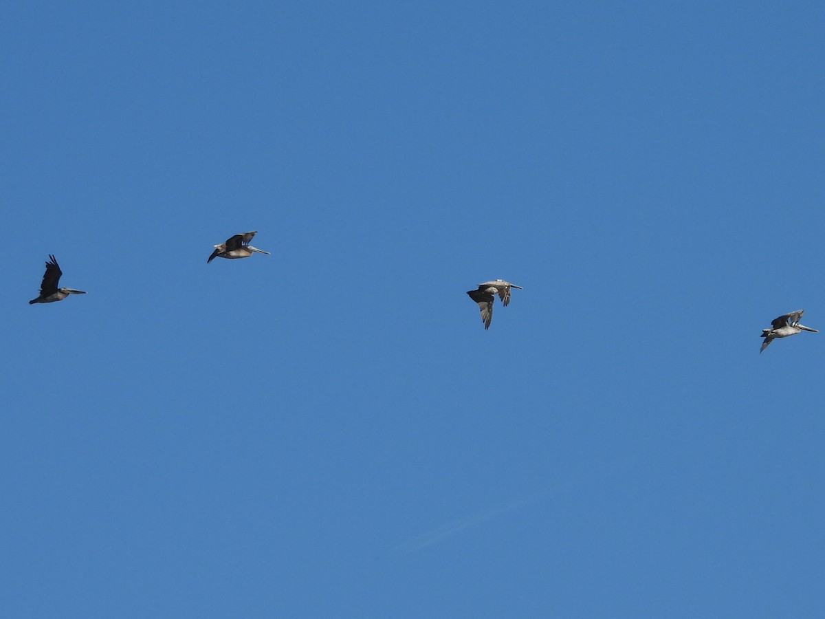 Brown Pelican - ML638473804