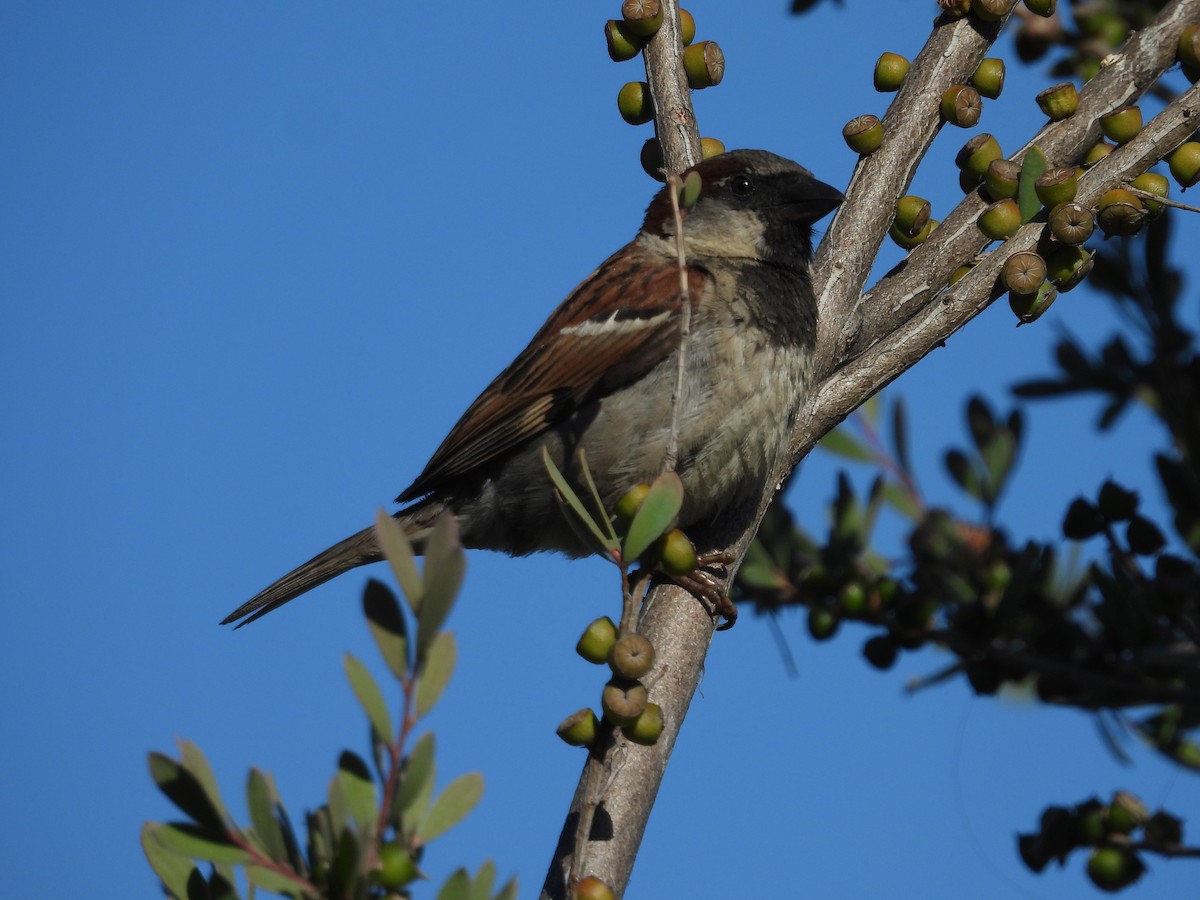 House Sparrow - ML638473805