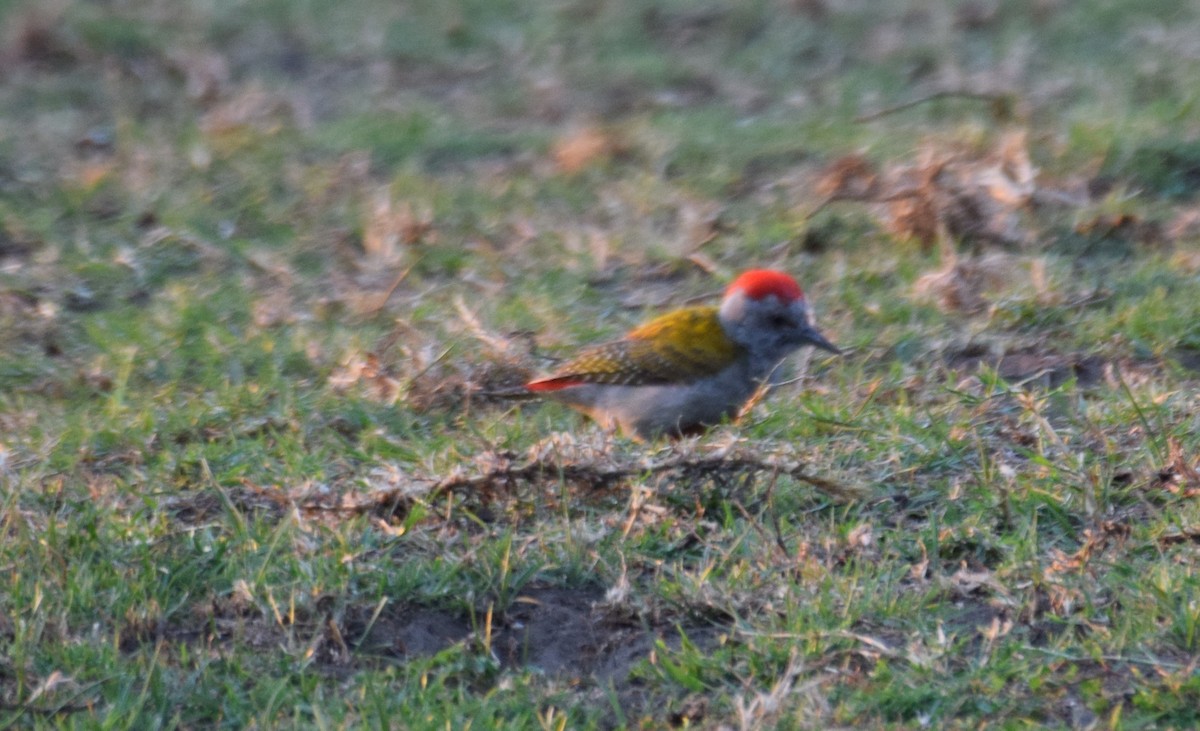Mountain Gray Woodpecker - ML638473806