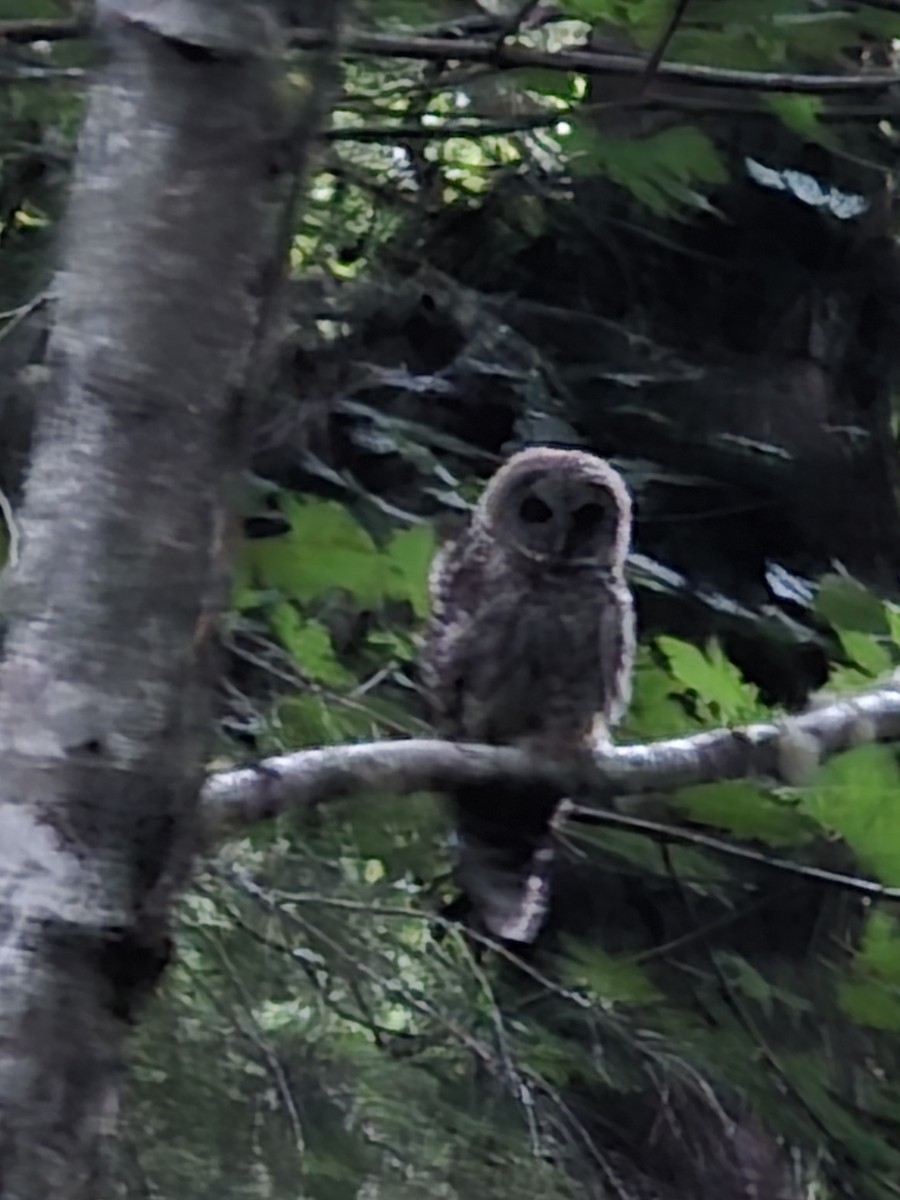 Barred Owl - ML638473807